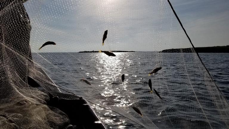 Fish in a net