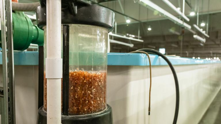 Salmon eggs in hatchery tank