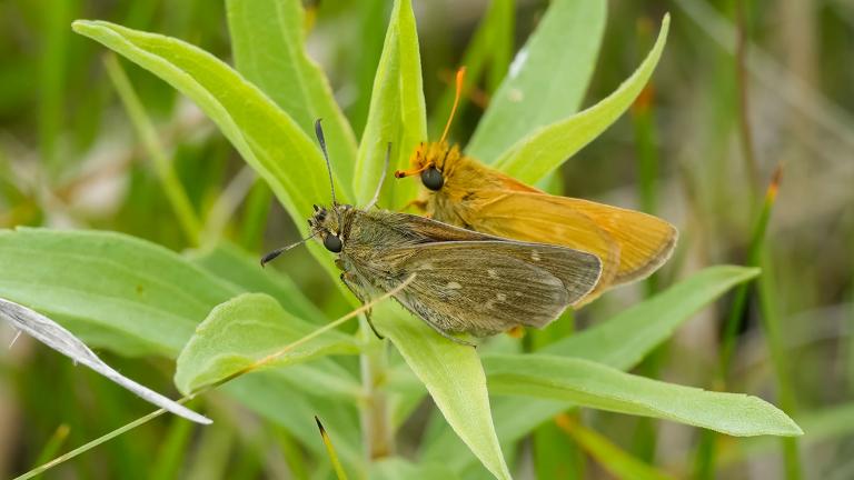Dakota skippers