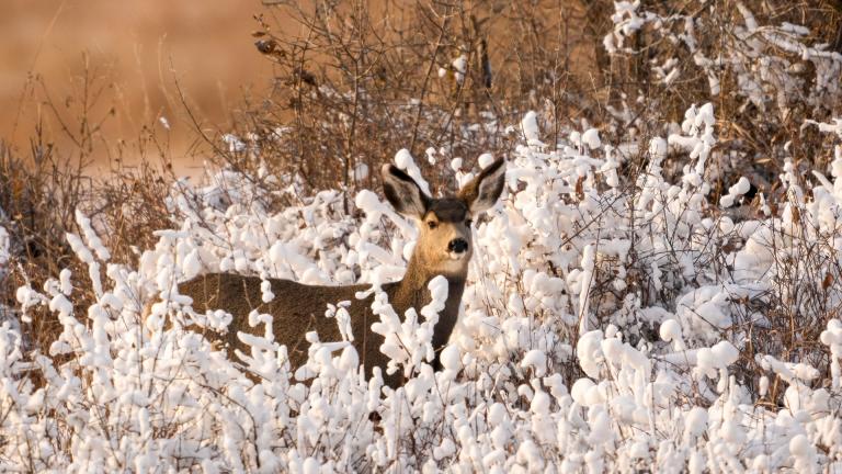 Deer in snow