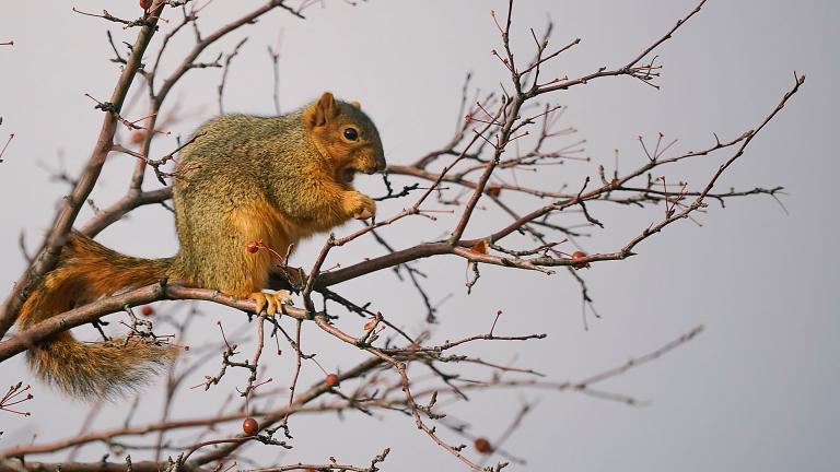 Squirrel on a tree branch