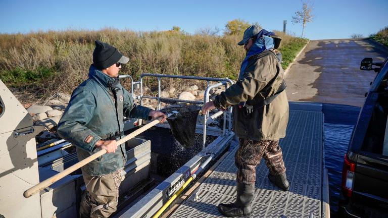 Biologists moving salmon from tank on boat to one on a truck for transport.