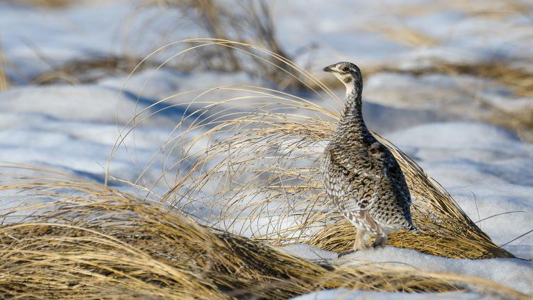 Sharp-tailed grouse in snowy field