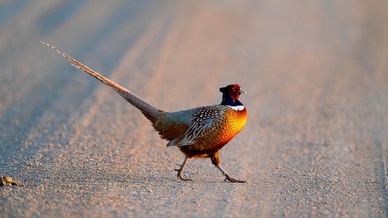 Pheasant rooster crossing road