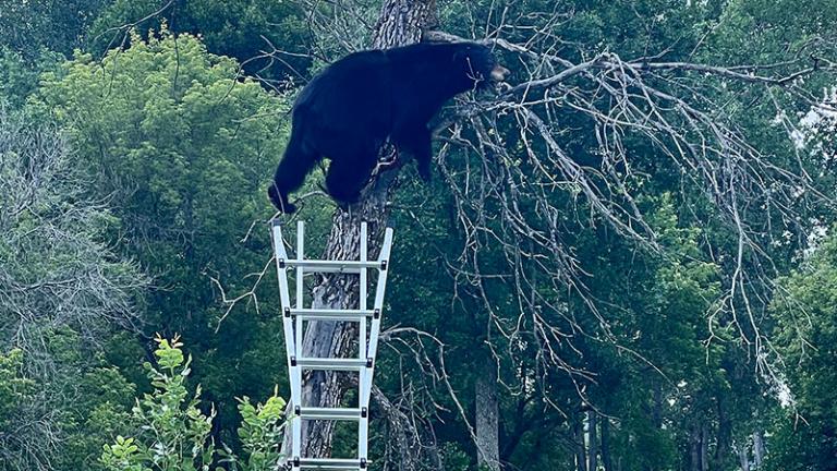 Stuffed bear in tree