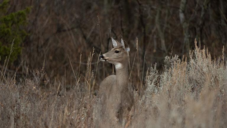 Whitetail near the woods