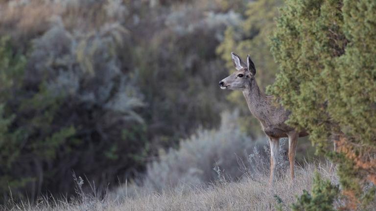 Doe in the badlands.