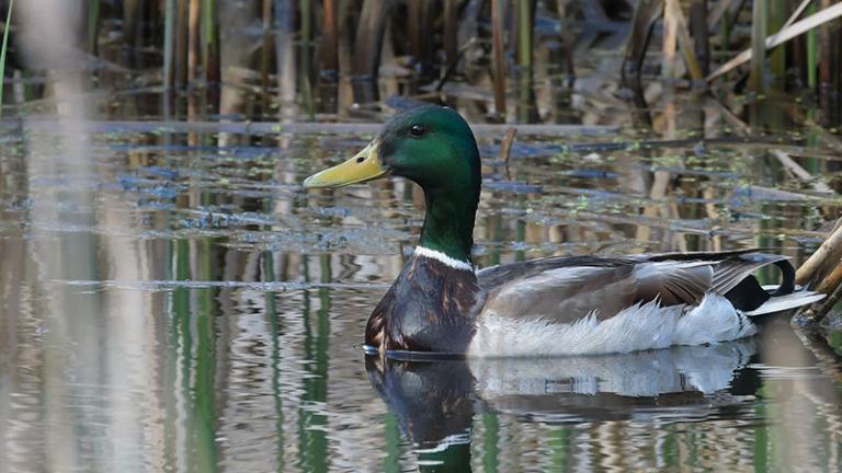 Mallard drake swimming