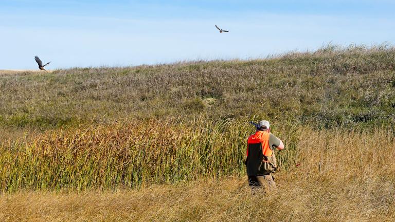 Pheasant hunter in the field aiming at flying pheasants