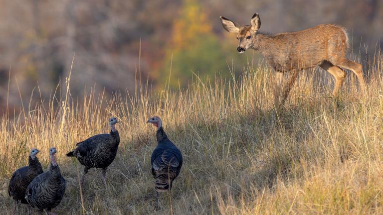 Young mule deer looking at a group of turkeys