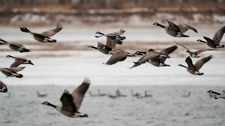 Canada geese flying over partially iced in water