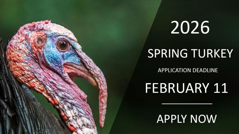 2026 spring turkey season application deadline - Feb. 11 (image - close up of a male wild turkey)