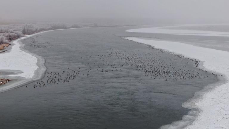 Aerial view of open water river with snowy banks and flocks of geese in the water