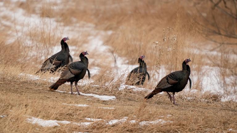 Four wild turkey in snow and brown grasses