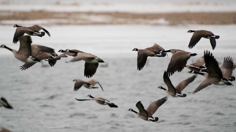 Canada geese flying over partially iced river
