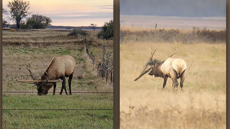 Two images of the elk entangled in a fence