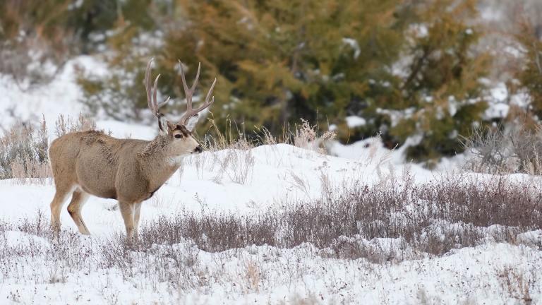 Mule deer buck standing in snow