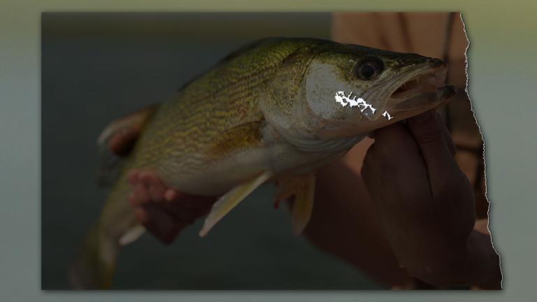 Walleye with map of covered areas overlaid