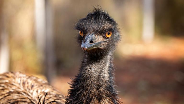 Emu
