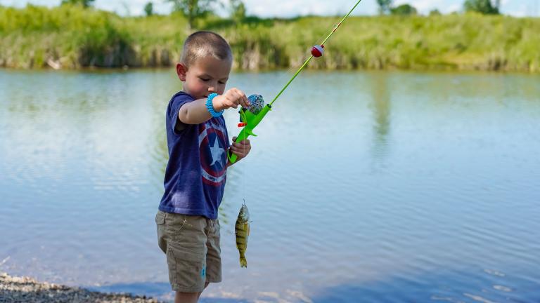 Child looking at fish he caught