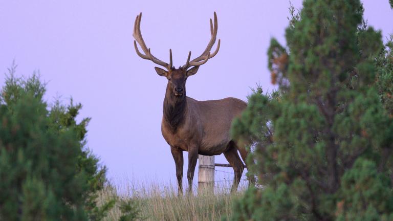 Bull elk