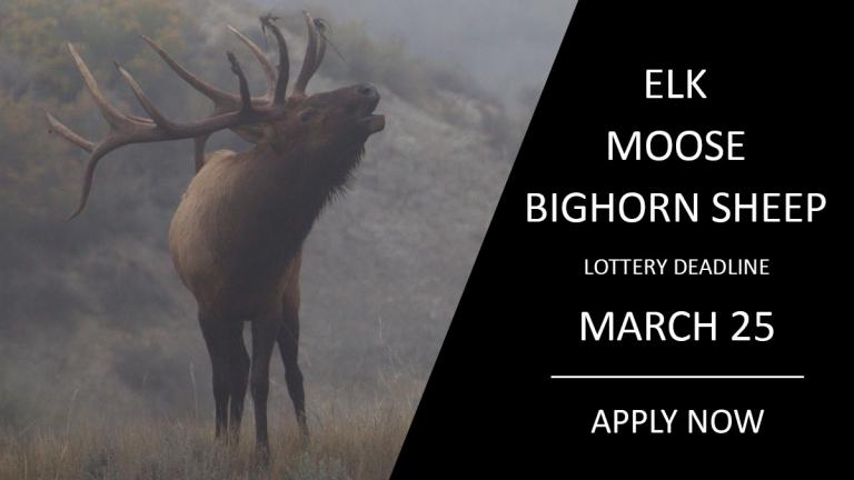 Apply for moose, elk and sheep here (pictured: elk bugling)