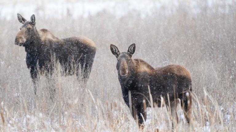 Two moose in snow