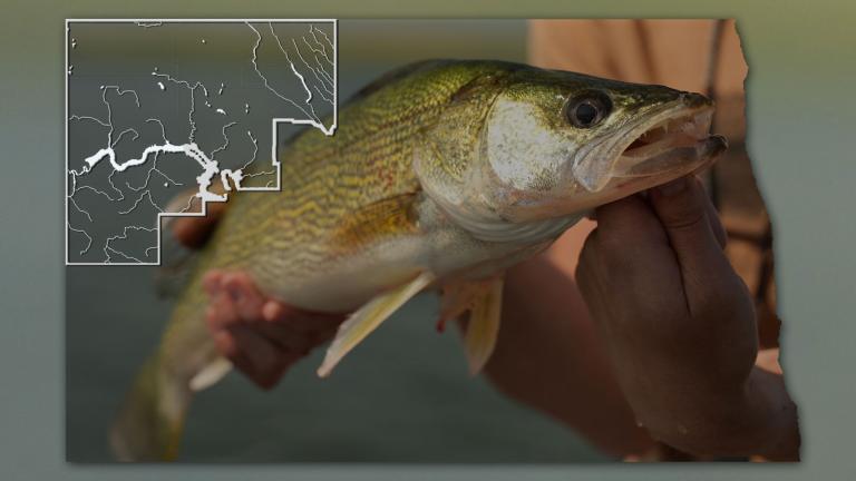 Walleye with map of ND showing areas covered by the video.