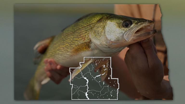 Walleye with a map of ND and the SC fishing district overlaid