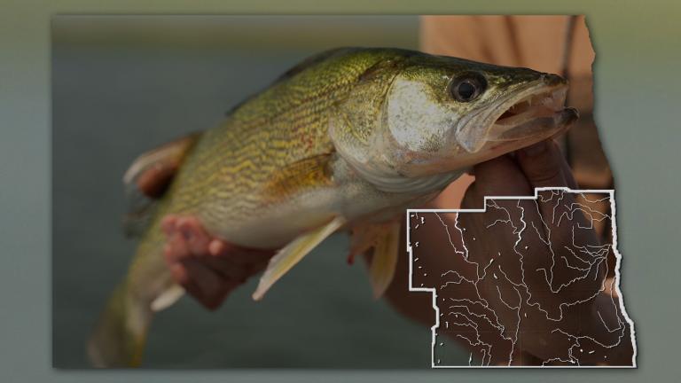 Walleye with ND map overlaid showing SE fishing district.