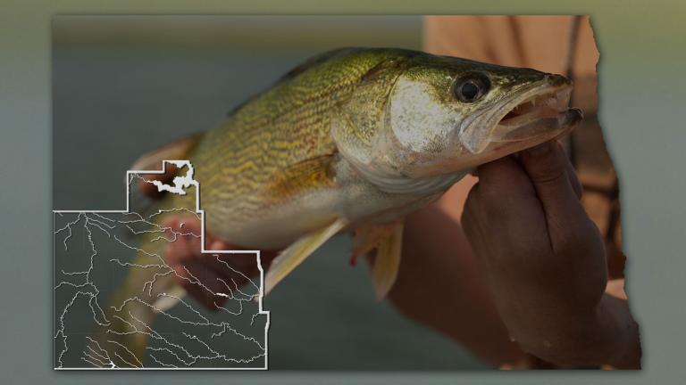 Walleye with map of ND and featured district overlaid