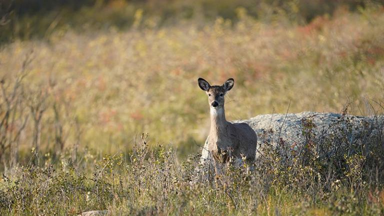 White-tailed deer in brown grass
