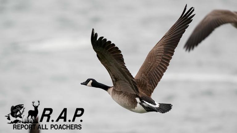 Canada goose flying