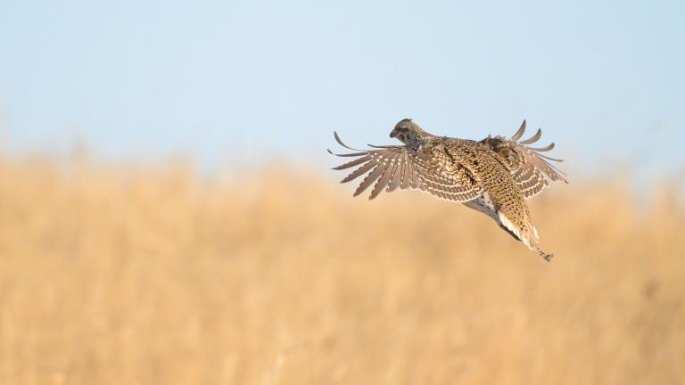 Sharp-tailed grouse flying