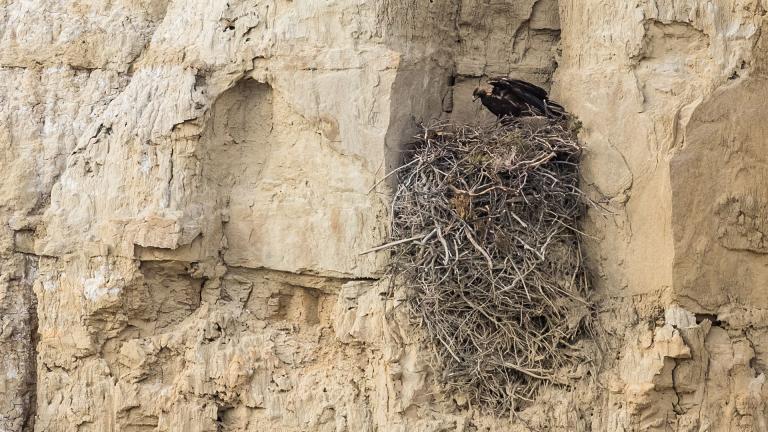 Golden eagle on cliffside nest