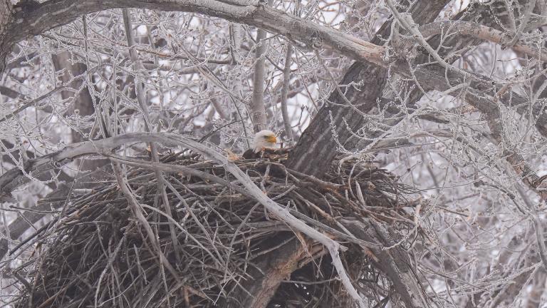 Bald eagle on a nest