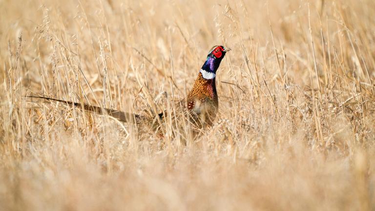  Pheasant rooster in brown grass