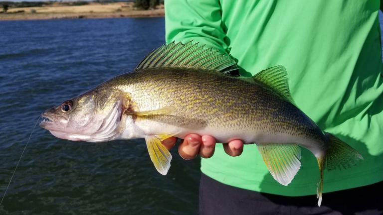 Walleye held by an angler