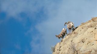 Bighorn Sheep