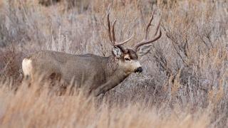 Mule Deer