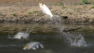 Silver Carp Jumping