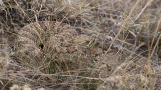 Prairie Rattlesnake