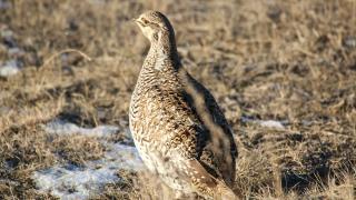 Sharp-tailed Grouse