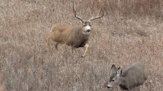 Mule deer buck and doe