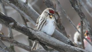 Redpoll