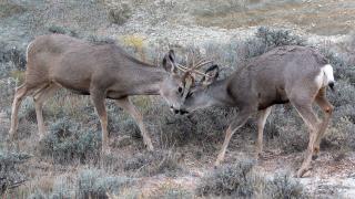 Mule deer