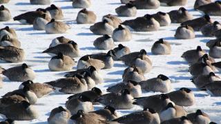 Geese on ice