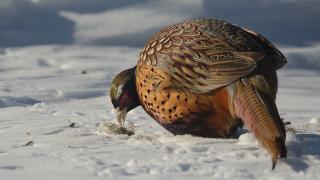 Pheasant