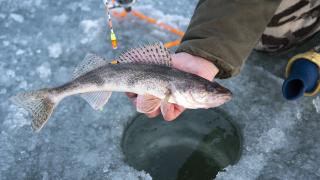 Angler holding fish near ice hole