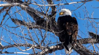 Adult bald eagle